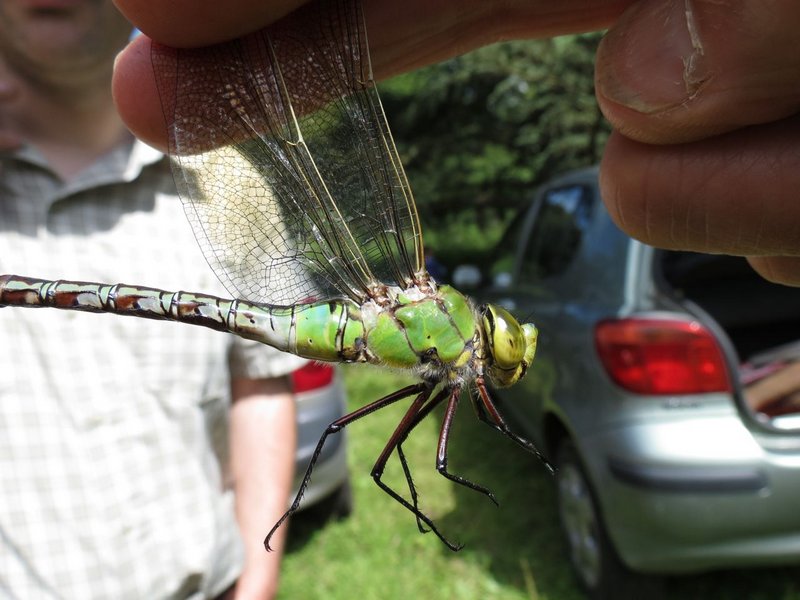 Femelle Aeschna cyanea